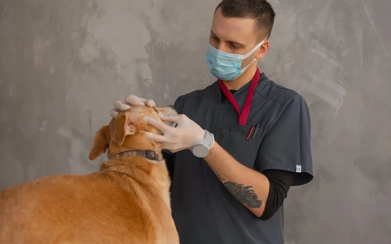 Veterinární ordinace – ukážka webu Tvůj Expert